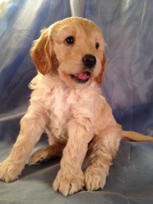 Male, Cream, Mini Goldendoodle Born Sept. 7th 2015 Ready Nov. 5th 2015